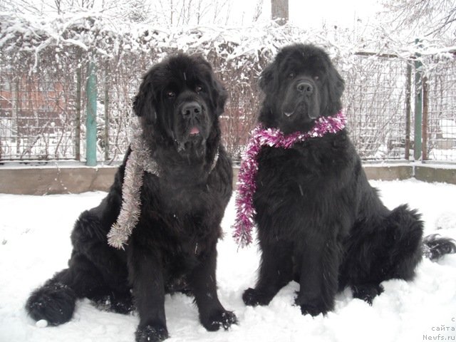 Фото: ньюфаундленд Dar Svezyi Apel'sinka-Mandarinka (Дар Свезы Апельсинка-Мандаринка), ньюфаундленд Gay New Space Prestizh (Гай Нью Спейс Престиж)