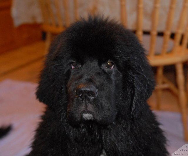 Фото: ньюфаундленд King of Helluland Over Ruled