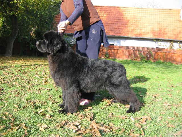 Фото: ньюфаундленд King of Helluland Just Georgeous