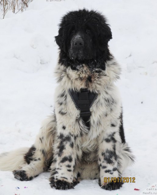 Фото: ньюфаундленд Super Bizon Ekaterinburg (Супер Бизон Екатеринбург)