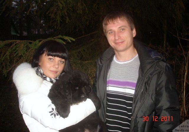 Фото: ньюфаундленд Smigar Osennyaya Skazka (Смигар Осенняя Сказка)