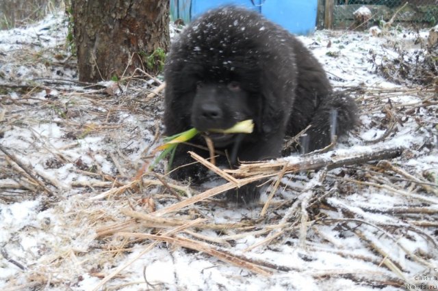 Фото: ньюфаундленд Primadonna Klimskaya (Примадонна Климская)