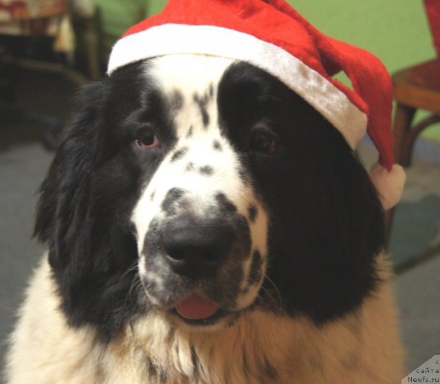 Фотография № 84322