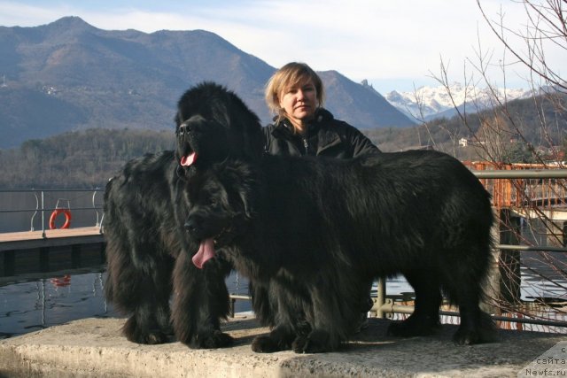 Фото: ньюфаундленд Black Clouds Criminal Minds at Stealbears