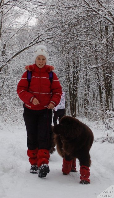 Фото: ньюфаундленд Chernyi Sharm Angel'skaya Krasota (Черный Шарм Ангельская Красота)