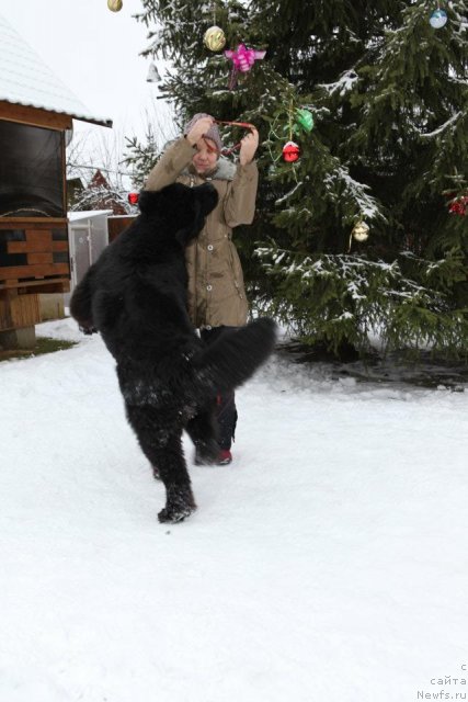 Фото: ньюфаундленд Very Fairweathers X'Got The Rhythm