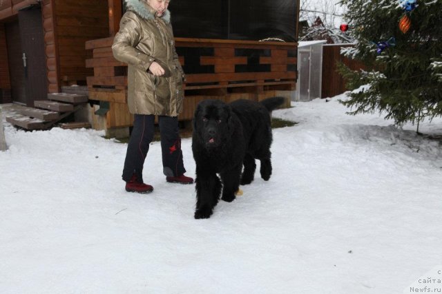 Фото: ньюфаундленд Very Fairweathers X'Got The Rhythm