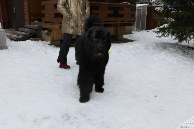 Фото: ньюфаундленд Very Fairweathers X'Got The Rhythm