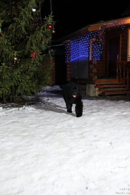 Фото: ньюфаундленд Very Fairweathers X'Got The Rhythm