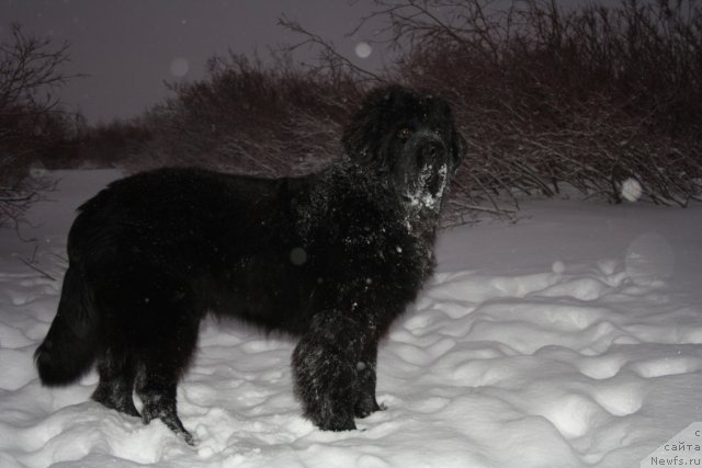 Фото: ньюфаундленд Beguschaya po Volnam Zero Kool (Бегущая по Волнам Зеро Коол)