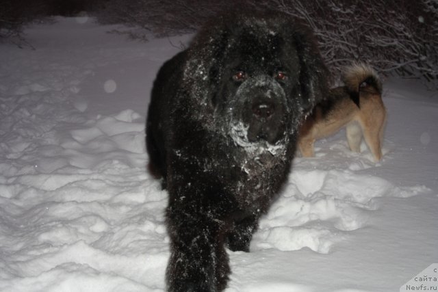 Фото: ньюфаундленд Beguschaya po Volnam Zero Kool (Бегущая по Волнам Зеро Коол)