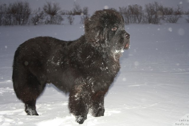 Фото: ньюфаундленд Beguschaya po Volnam Zero Kool (Бегущая по Волнам Зеро Коол)