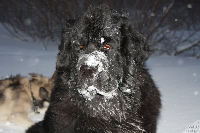 Фото: ньюфаундленд Gloriya Grand Blek (Глория Гранд Блек)