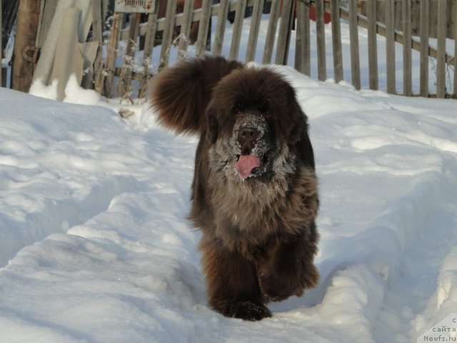 Фото: ньюфаундленд Barhatka Roskoshnaya (Бархатка Роскошная)