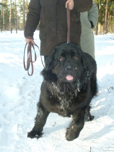 Фото: ньюфаундленд Pchiolkin Dom Dafna (Пчёлкин Дом Дафна)