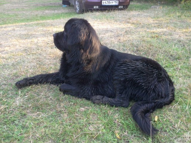 Фото: ньюфаундленд Pchiolkin Dom Dafna (Пчёлкин Дом Дафна)