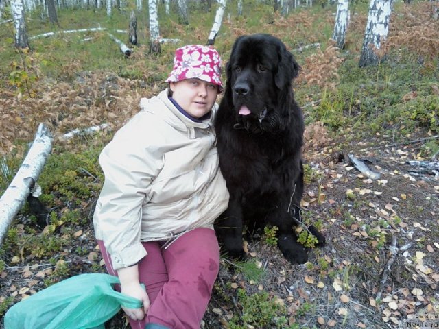 Фото: Inna Kraskina (Инна Краскина), ньюфаундленд Pchiolkin Dom Dafna (Пчёлкин Дом Дафна)
