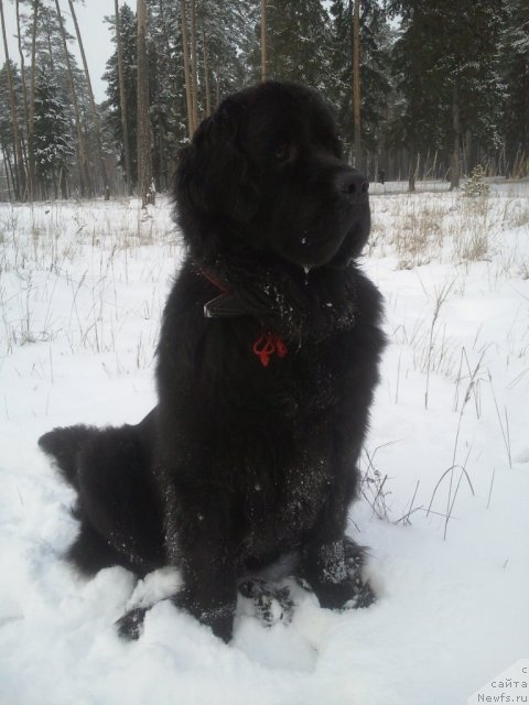 Фото: ньюфаундленд Pchiolkin Dom Dafna (Пчёлкин Дом Дафна)
