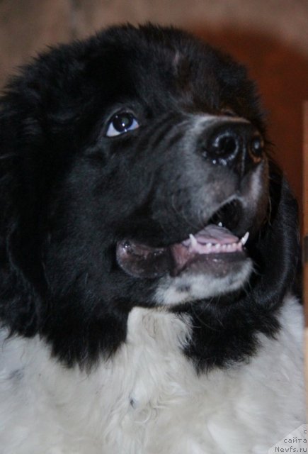 Фото: ньюфаундленд Bentley Unico Blonde Super Mishka