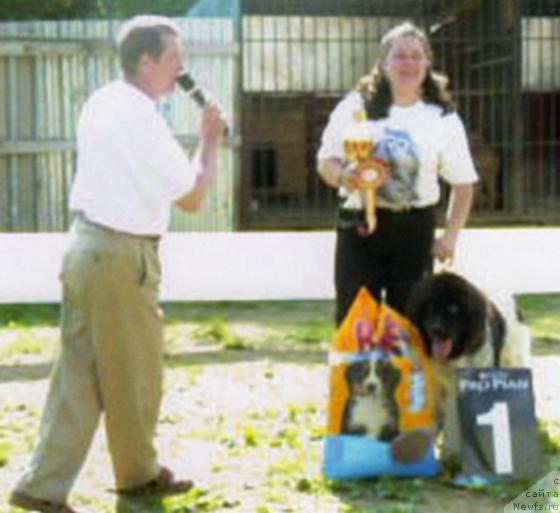 Фото: ньюфаундленд Voshodyashaya Zvezda (Восходящая Звезда), Elena Pushkareva (Елена Пушкарева)