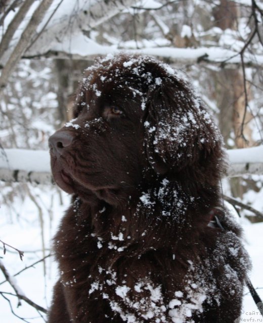 Фото: ньюфаундленд Chernyi Sharm Angel'skaya Krasota (Черный Шарм Ангельская Красота)