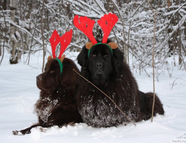 Фото: ньюфаундленд Chernyi Sharm Angel'skaya Krasota (Черный Шарм Ангельская Красота), ньюфаундленд CHansi iz Zolotogo Treugol'nika (Чанси из Золотого Треугольника)