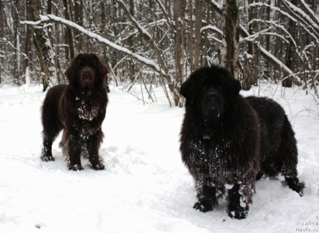 Фото: ньюфаундленд Chernyi Sharm Angel'skaya Krasota (Черный Шарм Ангельская Красота), ньюфаундленд CHansi iz Zolotogo Treugol'nika (Чанси из Золотого Треугольника)