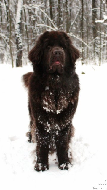 Фото: ньюфаундленд Chernyi Sharm Angel'skaya Krasota (Черный Шарм Ангельская Красота)