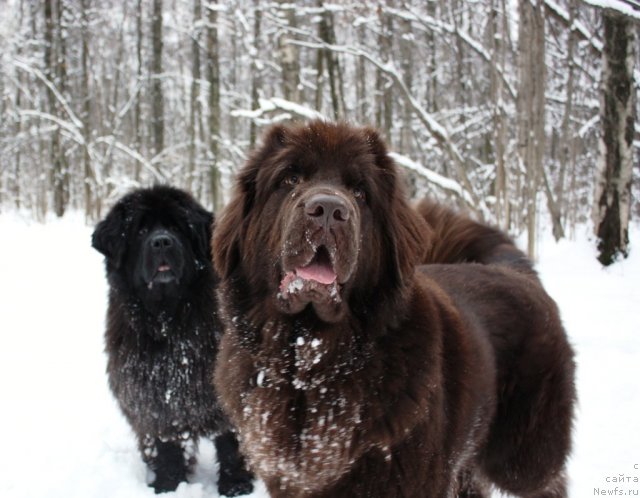 Фотография № 84451