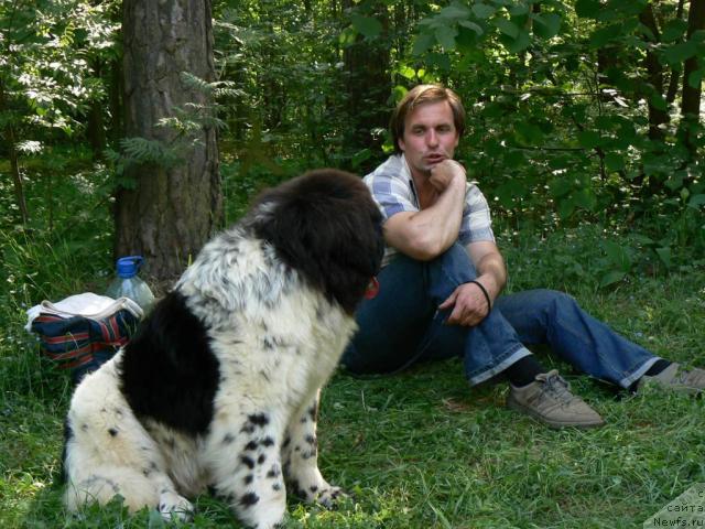 Фото: ньюфаундленд Voshodyashaya Zvezda (Восходящая Звезда)