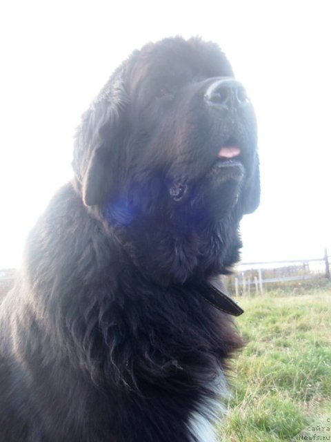 Фото: ньюфаундленд Black Diamond Agidel ot Potapa Patricia (Блэк Диамонд Агидель от Потапа Патриция)