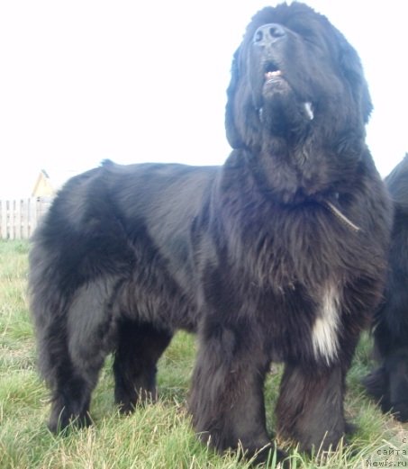 Фото: ньюфаундленд Black Diamond Agidel ot Potapa Patricia (Блэк Диамонд Агидель от Потапа Патриция)