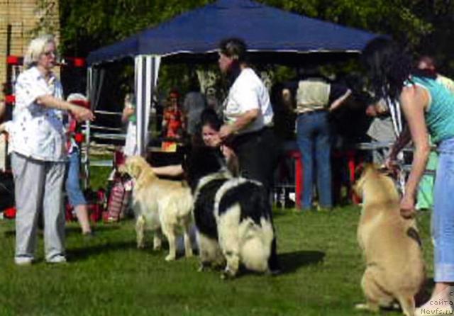 Фото: ньюфаундленд Voshodyashaya Zvezda (Восходящая Звезда)