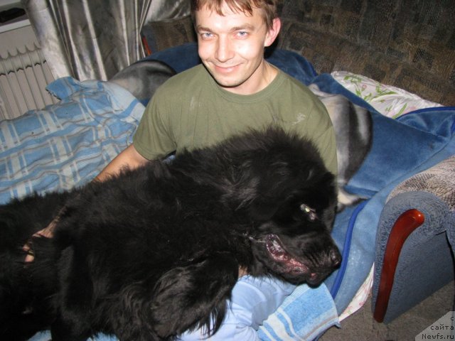 Фото: ньюфаундленд Fann'yuf Uilgryem Syer (Фанньюф Уилгрэм Сэр)