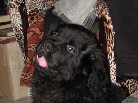 Фото: ньюфаундленд Sent Djons Orfey (Сент Джонс Орфей)