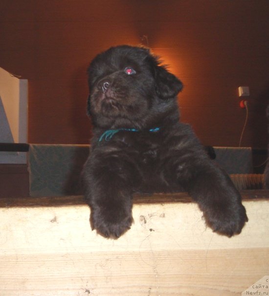 Фото: ньюфаундленд N'yufort Prado (Ньюфорт Прадо)