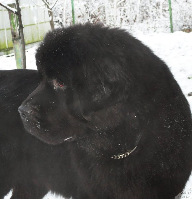 Фото: ньюфаундленд Beguschaya po Volnam Dancing Queen (Бегущая по Волнам Дансинг Квин)