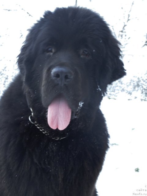 Фото: ньюфаундленд Beguschaya po Volnam Dancing Queen (Бегущая по Волнам Дансинг Квин)