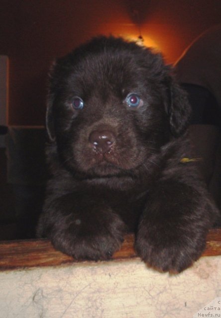 Фото: дети Белки и Никсона