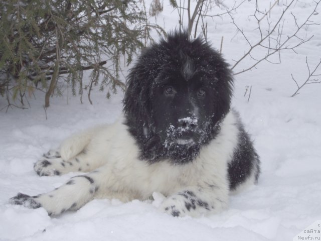 Фото: ньюфаундленд Pelageya iz Tihogo Omuta (Пелагея из Тихого Омута)