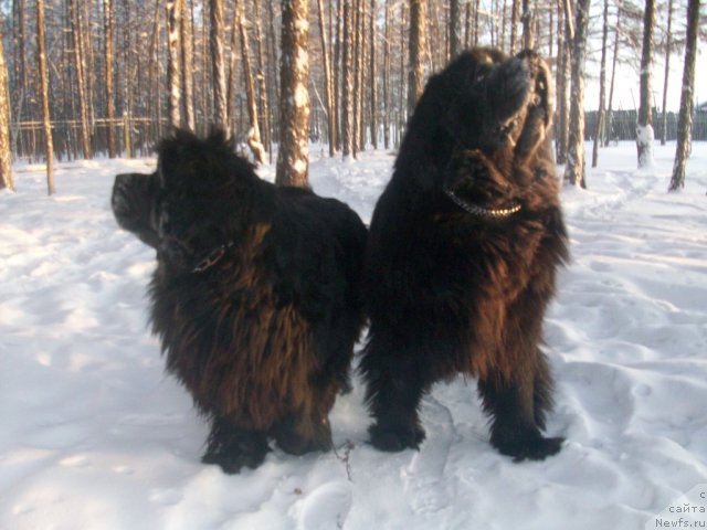 Фото: ньюфаундленд Yarada iz Sibirskoy Glubinki (Ярада из Сибирской Глубинки), ньюфаундленд Karat iz Medvejyego Yara (Карат из Медвежьего Яра)