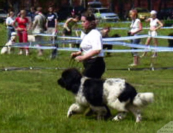 Фото: ньюфаундленд Voshodyashaya Zvezda (Восходящая Звезда), Elena Pushkareva (Елена Пушкарева)