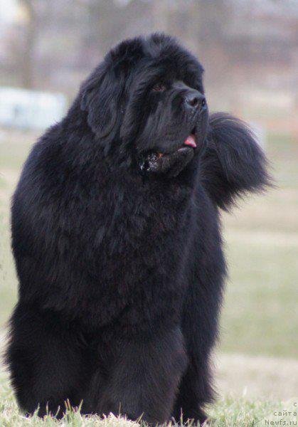 Фото: ньюфаундленд Moment of Glory for Shadows Eternity