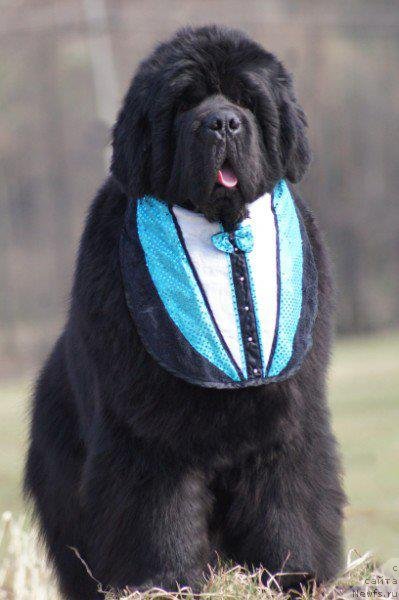 Фото: ньюфаундленд Moment of Glory for Shadows Eternity