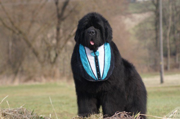 Фото: ньюфаундленд Moment of Glory for Shadows Eternity