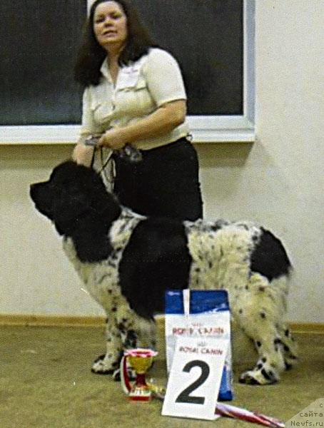 Фото: ньюфаундленд Voshodyashaya Zvezda (Восходящая Звезда), Elena Pushkareva (Елена Пушкарева)