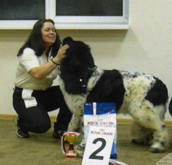 Фото: ньюфаундленд Voshodyashaya Zvezda (Восходящая Звезда), Elena Pushkareva (Елена Пушкарева)