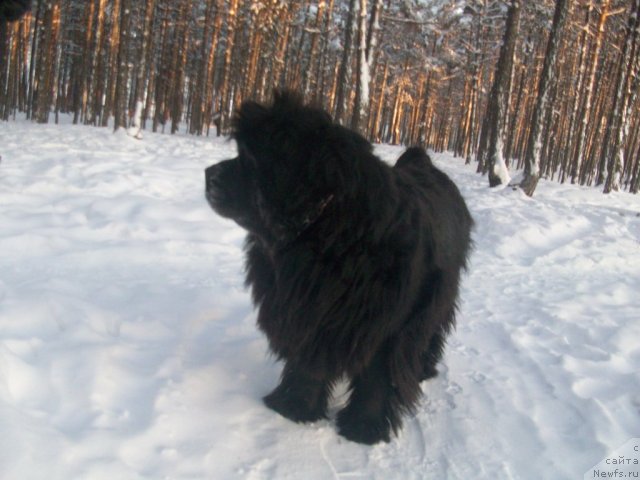 Фото: ньюфаундленд Yarada iz Sibirskoy Glubinki (Ярада из Сибирской Глубинки)