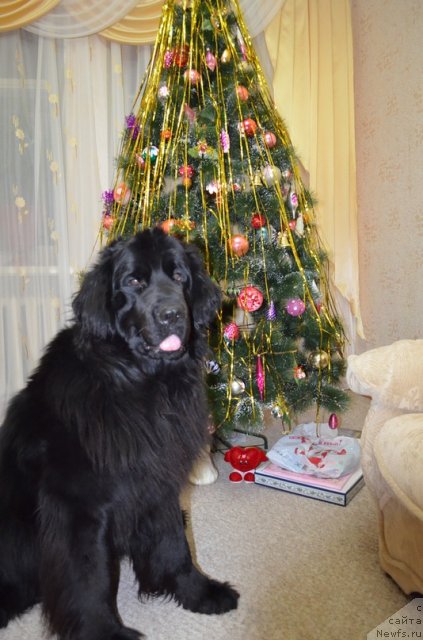 Фото: ньюфаундленд Koldovskaya Lyubov' (Колдовская Любовь)