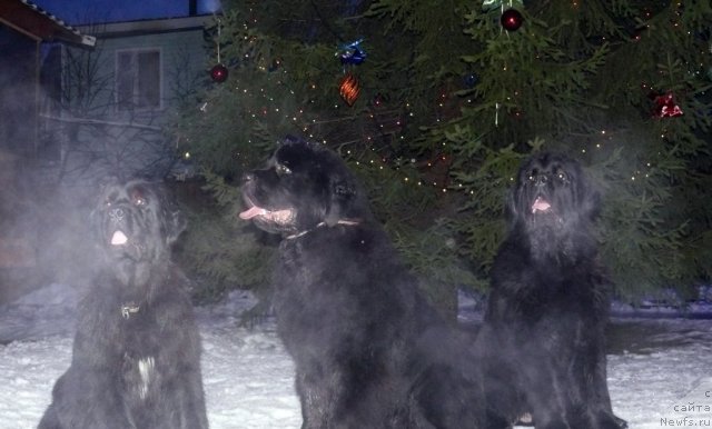 Фото: ньюфаундленд Donats Pride Award to Wins (Донатс Прайд Авард ту Вин), ньюфаундленд Very Fairweathers X'Got The Rhythm, ньюфаундленд Skippers Urgent Need for Donat's Pride